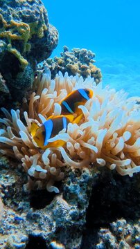 Colorful nemo clown fish family in the underwater beautiful anemone. Pair of nemo anemonefish swimming on the tropical reef. Scuba diving vertical video, exploring the reef.