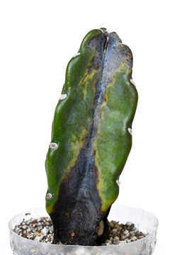Close up of black rot on overwatered potted Cereus Jamacaru cactus houseplant