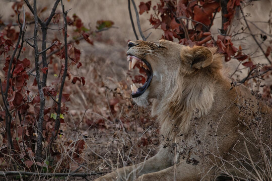 View of a lion roaring in the dry brush of Hwange National Park in Hwange, Matabeleland North Pr, Zimbabwe.