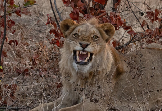 View of a snarling lion with sharp teeth and intense gaze resting in the dry brush of Hwange National Park in Hwange, Matabeleland North Province, Zimbabwe.