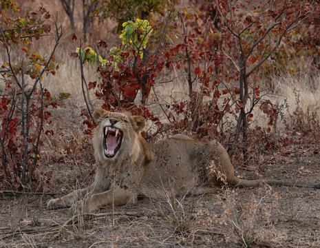 View of a lion yawning in the dry brush of Hwange National Park, Hwange, Matabeleland North Pr, Zimbabwe.