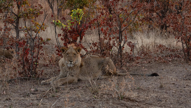 View of a lion resting in the dry brush of Hwange National Park in Hwange, Matabeleland North Pr, Zimbabwe.