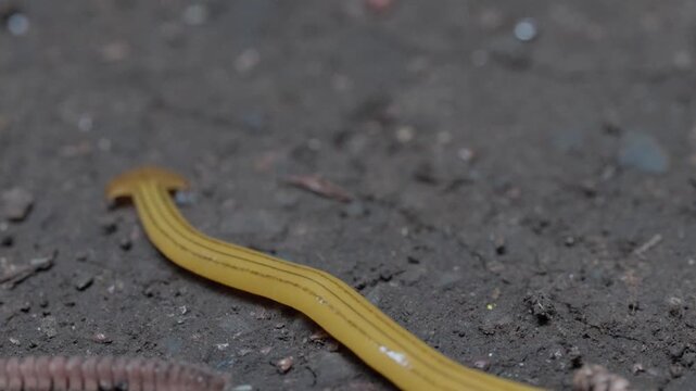 土の上を這うオオミスジコウガイビルとヤスデ