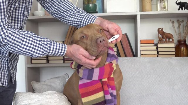 Man takes a Pit Bull's temperature with a digital thermometer. Sick dog wrapped in a wool scarf on sofa. Veterinary assistance at home. Responsible pet ownership. Ideal for veterinary content