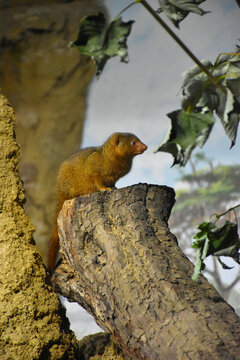 Common dwarf mongoose standing alert on a tree stump in a zoo enclosure.
