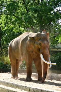 Large Asian elephant with long tusks standing in a sandy enclosure at the zoo.