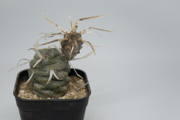 ヒラヒラの棘の珍しい多肉植物 テフロカクタス 武蔵野と コピースペースTephrocactus articulatus  © yumiko
