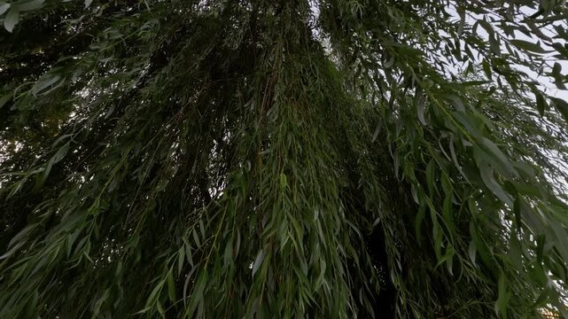 Dense hanging green leaves of tall willow tree forming textured natural canopy viewed from below