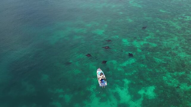 Aerial view of boat with manta rays in clear water, Indonesia.
