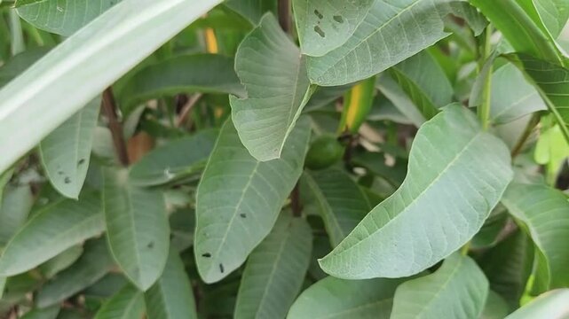 Leaves of a guava plant display detailed veins and textures under natural daylight in a garden.