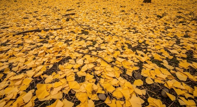 Golden Autumn Leaves Covering Forest Floor.