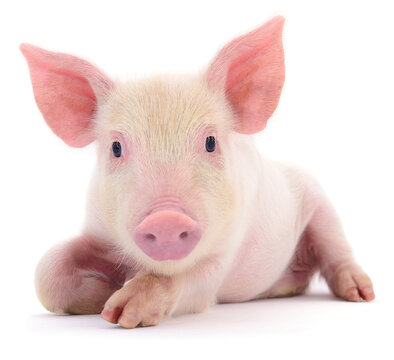 pink piglet lying down isolated on white background