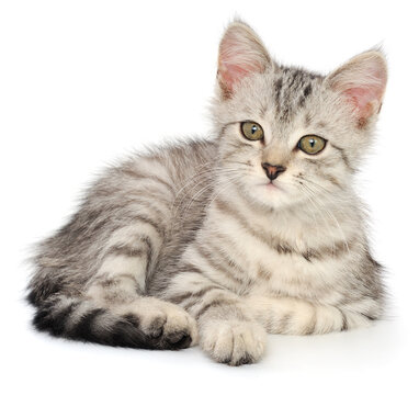 silver tabby kitten lying down isolated on white background