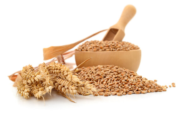 wheat grains in wooden bowl with ears isolated on white background