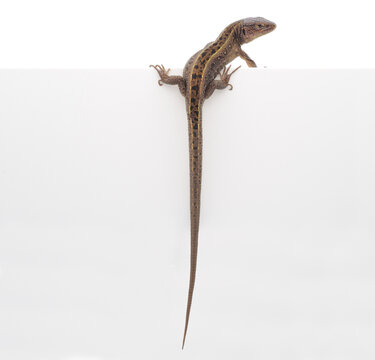sand lizard climbing edge isolated on white background