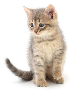 grey tabby kitten sitting with raised paw isolated on white background