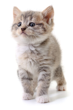 grey fluffy kitten looking up isolated on white background