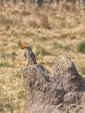 View of a Southern Yellow-billed Hornbill perched on a large termite mound in the savanna of Hwange National Park, Hwange, Matabeleland North, Zimbabwe.