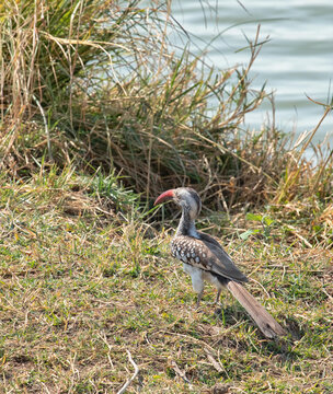 View of a Southern Red-billed Hornbill standing in the grass near a water source in Hwange National Park, Hwange, Matabeleland North Province, Zimbabwe.