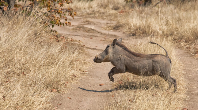 View of a warthog running across a dirt path in the dry, grassy landscape of Hwange National Park in Hwange, Matabeleland North, Zimbabwe.