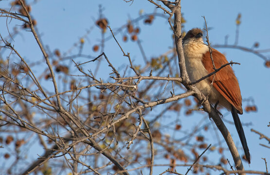 View of a Burchell's coucal perched on a thorny branch in Hwange National Park, Hwange, Matabeleland North Pr, Zimbabwe.