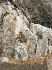 Gibraltar monkey © Paulo Castro