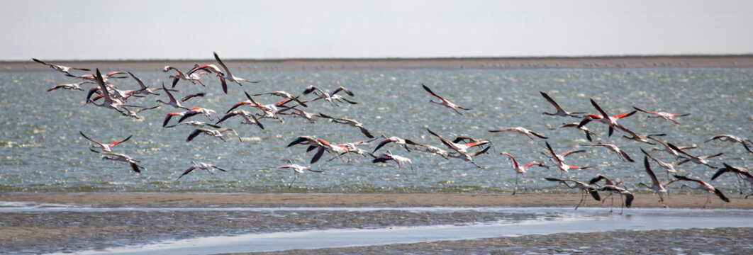 View of a large flock of flamingos flying over the shallow waters of the lagoon in Walvis Bay, with sandy banks and calm water under a clear sky, Walvis Bay, Erongo Region, Namibia.
