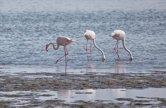 View of three flamingos wading in the shallow waters of the lagoon at Walvis Bay, Erongo Region, Namibia.