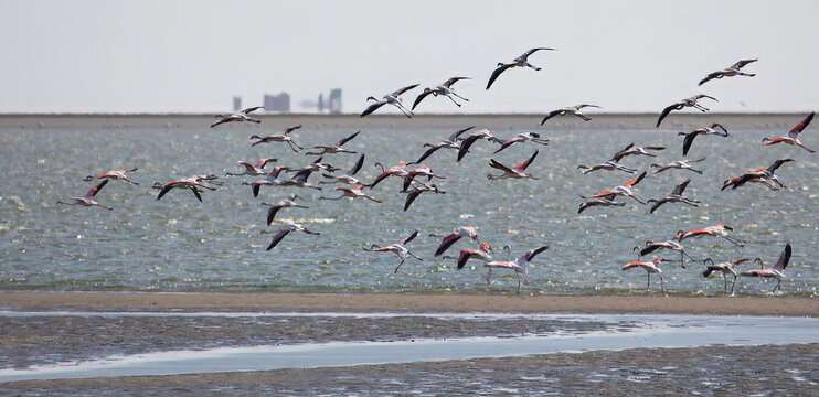 View of a large flock of flamingos flying over the shallow waters of the Walvis Bay lagoon with sandy banks under a clear sky in Walvis Bay, Erongo Region, Namibia.