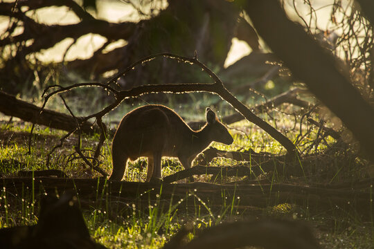 View of a kangaroo standing in a wooded area at sunrise, backlit by golden light with dew on the grass and branches in the foreground in Woodvale, Western Australia, Australia.