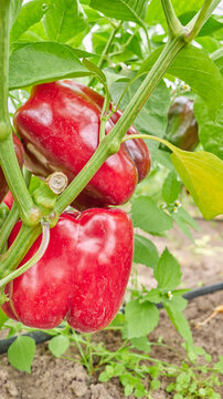 Organically grown bell peppers, selective focus.
