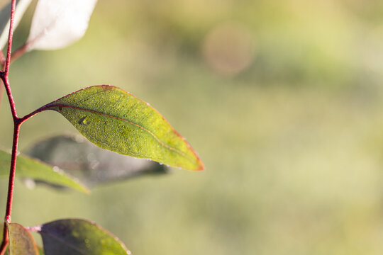 Close up of gum leaves with early morning dew