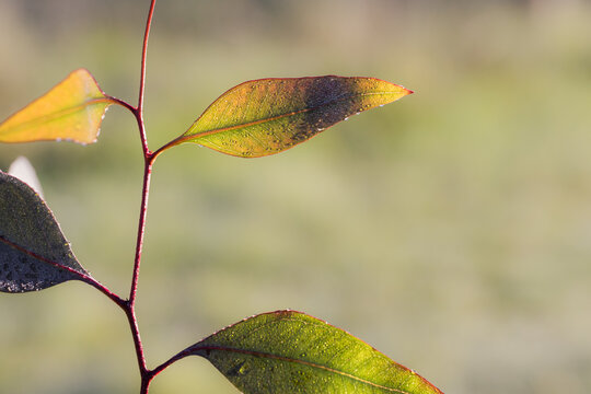Close up of gum leaves with early morning dew