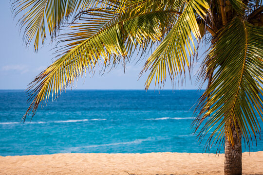 View of a palm tree on the sandy beach with the blue ocean in the background at El Faro de Bucerias, Michoacan, Mexico.