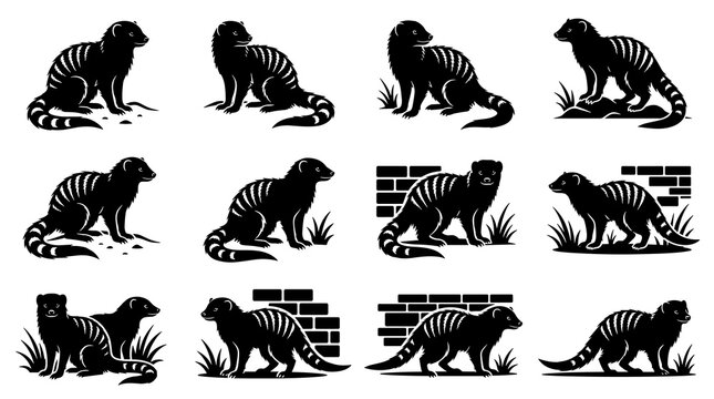 Vector illustration of a striped mongoose standing in profile, featuring detailed fur banding and realistic anatomy on a white background, perfect for wildlife and educational designs.