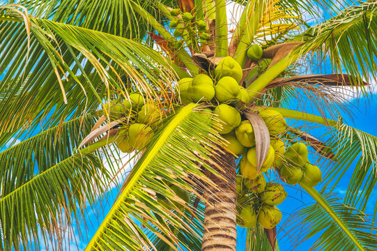 A coconut palm with coconuts against a blue sky in summer. Tropical background.