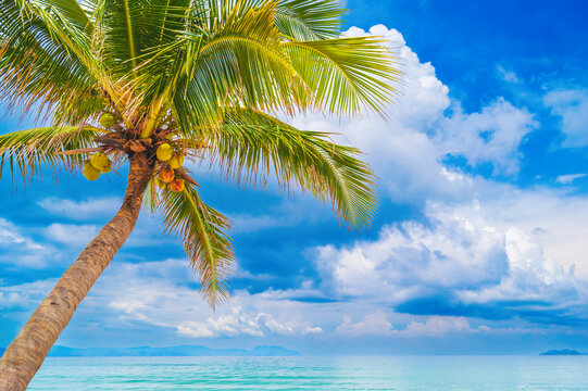 coconut palm with coconuts on a beach by the sea coast with a blue sky in the background on a tropical island at a resort
