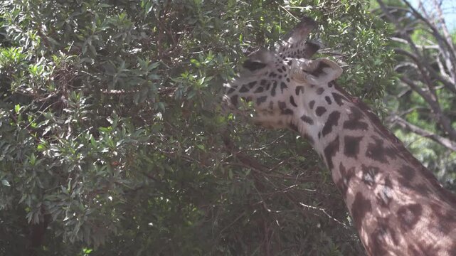 マサイマラ国立保護区で木の葉を食べるキリン、アフリカのサバンナの野生動物（Giraffe Feeding on Tree Leaves in Masai Mara, Kenya 4K）