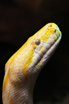 Close-up portrait of a striking albino yellow python snake head with intricate scales against a dark background