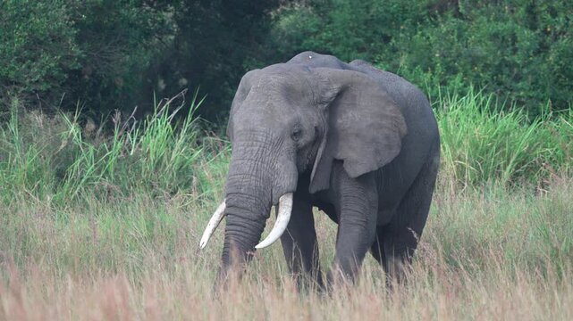 草原を歩く大きな牙のアフリカゾウ、ケニア・マサイマラ国立保護区（African Elephant with Long Tusks, Maasai Mara, Kenya）