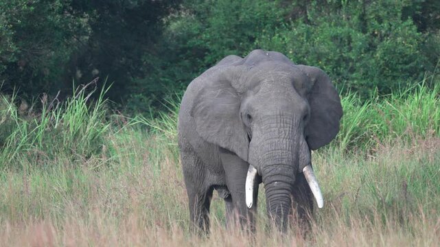 マサイマラ国立保護区の草原を歩く牙の大きなアフリカゾウ（African Elephant Walking in Maasai Mara, Kenya）