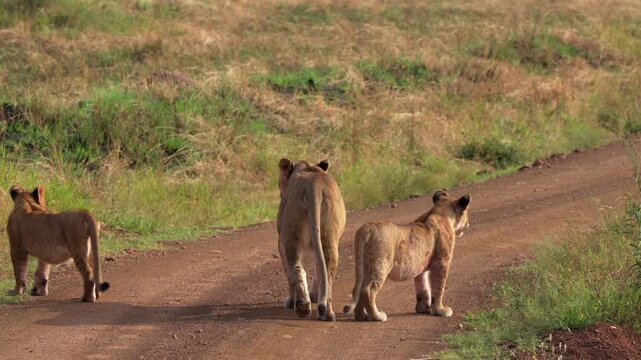 サバンナの未舗装路を歩く雌ライオンと子ライオン、マサイマラ国立保護区（Lioness and Cubs Walking on a Dirt Road, Maasai Mara National Reserve, Kenya）