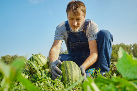 Farmer checking and picking ripe watermelons from rural field
