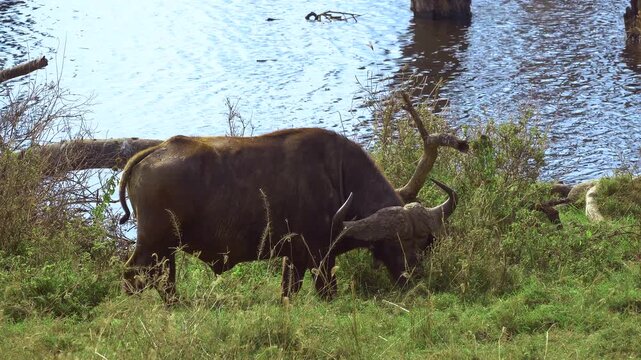 Lake Nakuru National Park, Kenya. African buffaloes grazing by the water at Lake Nakuru. 2 clips.
