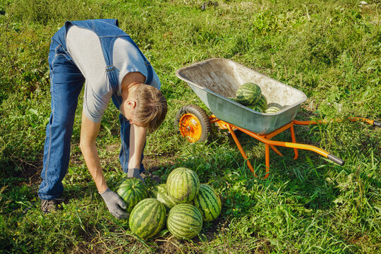 Farmer gathering ripe watermelons from field into wheelbarrow during harvest season