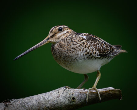 Common snipe (Gallinago gallinago)