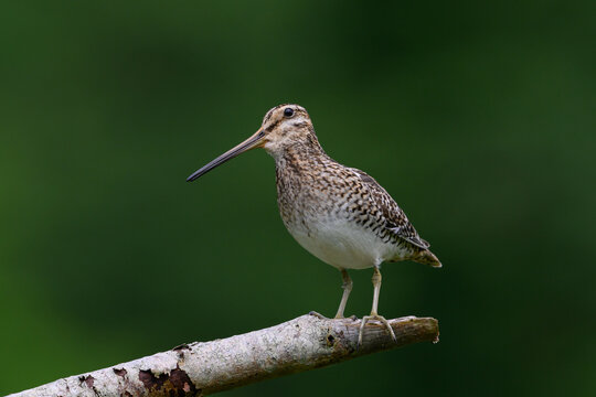 Common snipe (Gallinago gallinago)