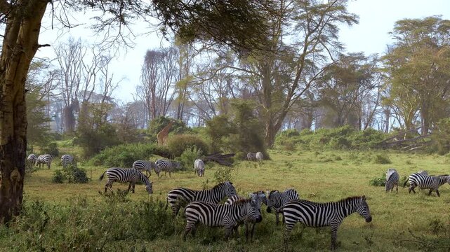 Lake Nakuru National Park, Kenya. Herd of zebras grazing with a giraffe in Lake Nakuru, Kenya