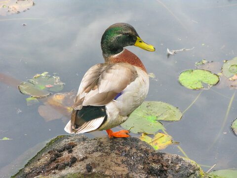 Male Mallard duck