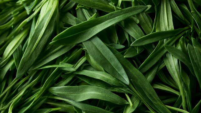 Close-up of fresh green tarragon leaves, a fragrant culinary herb